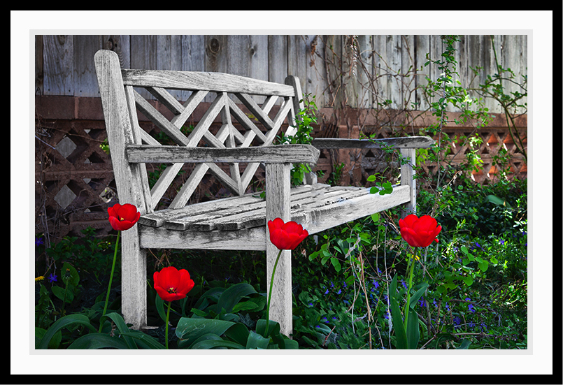 A lonely bench with tulips.